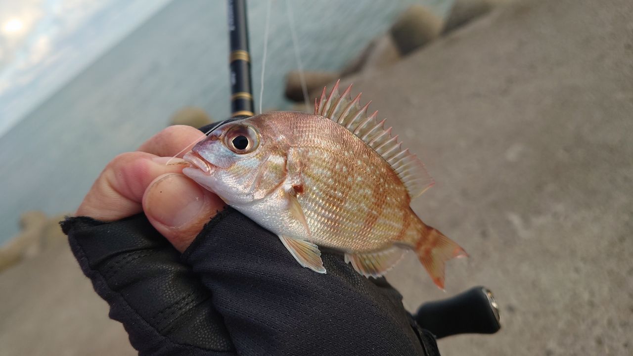 カマス