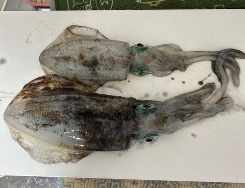 宮津湾