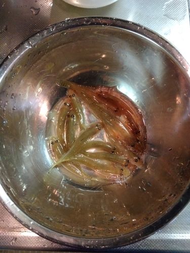 ハゼの釣果