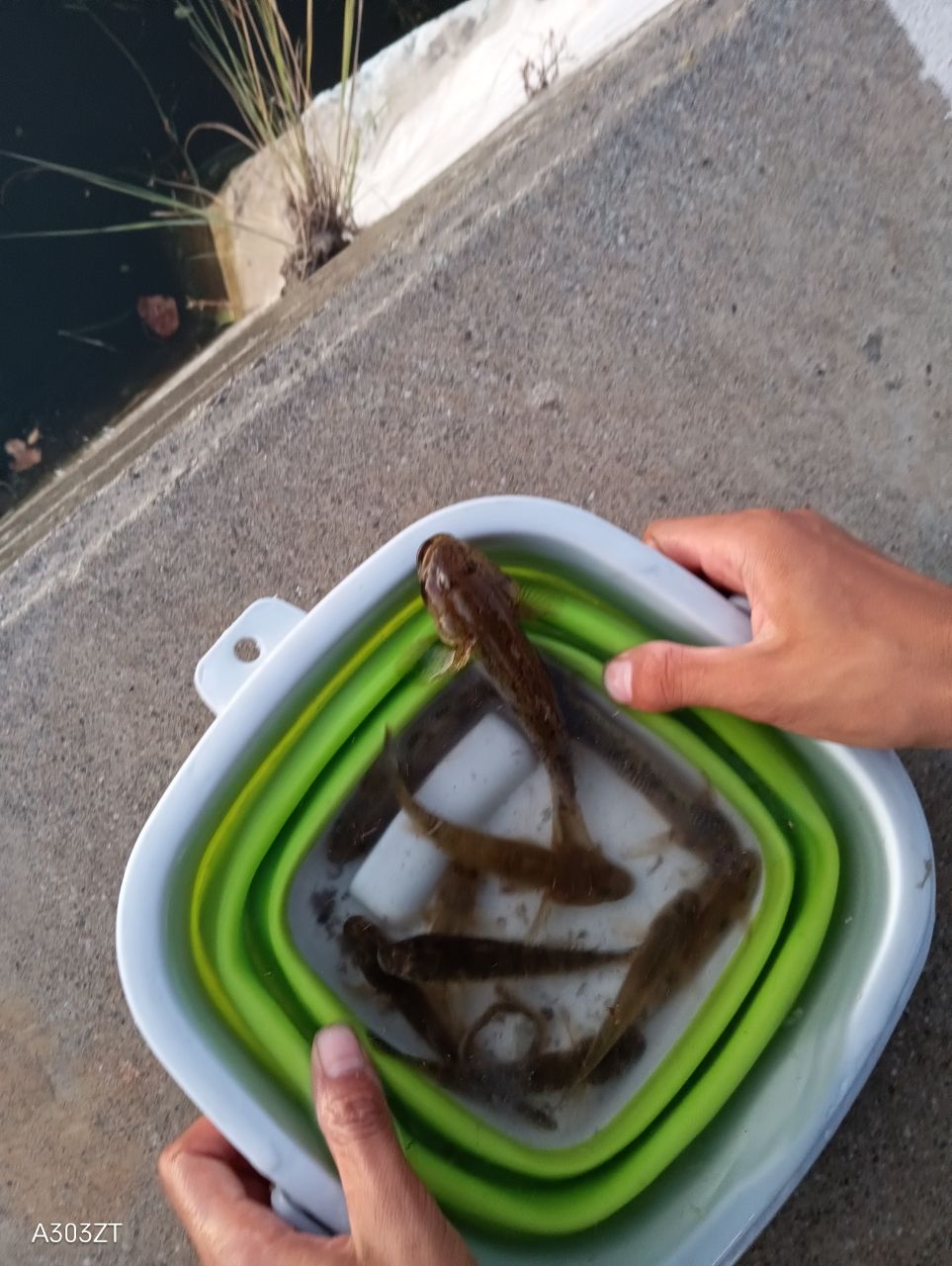 ハゼ