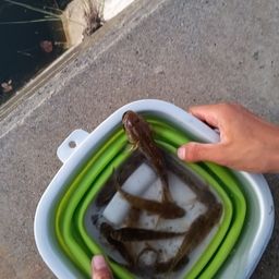 ハゼ