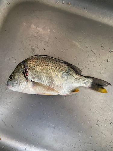 キビレの釣果