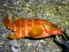 アカハタの釣果