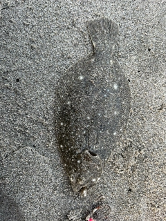 ソゲの釣果