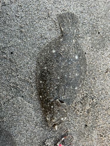 ソゲの釣果