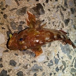 カサゴ
