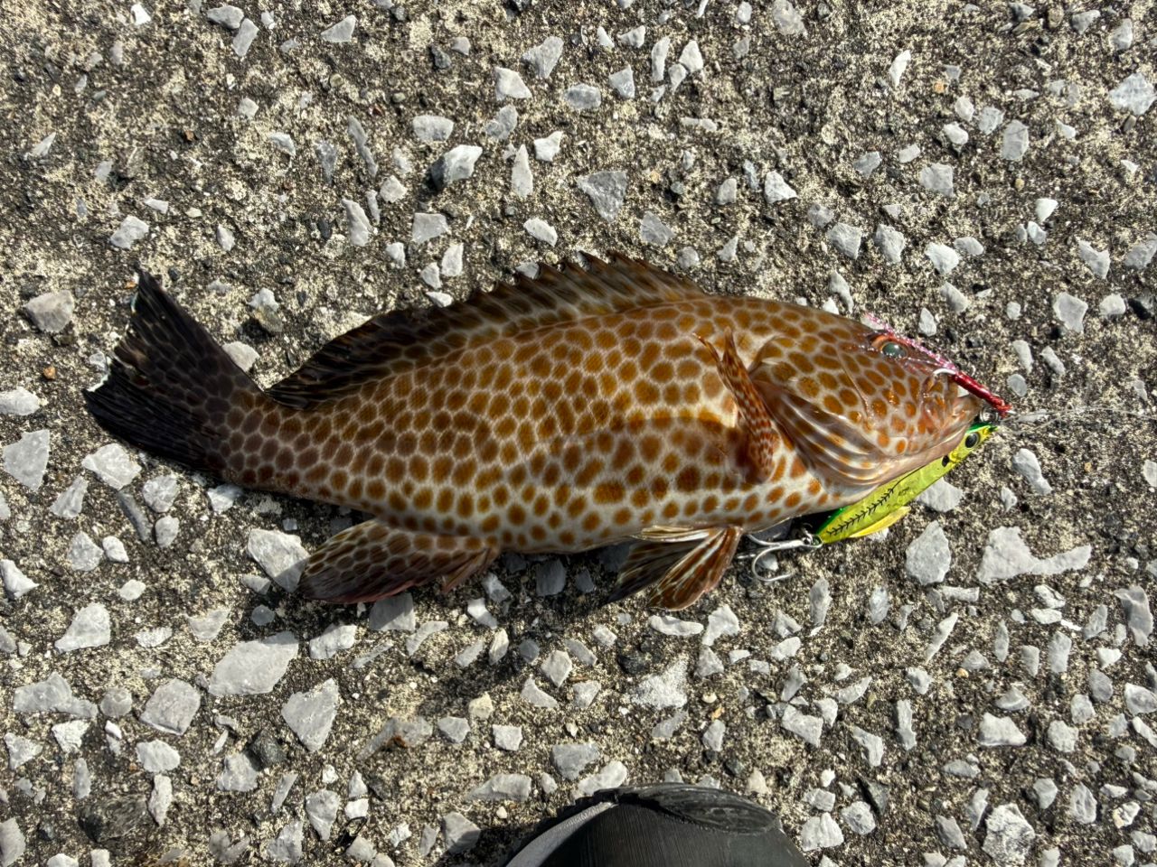 TULALA バリトーノ 93の最安値・インプレ・釣果 | 本音の口コミが