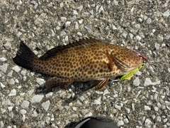 オオモンハタの釣果