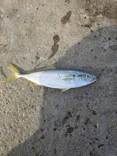 ツバスの釣果