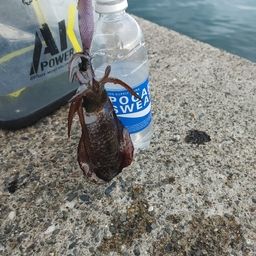 アオリイカ