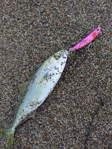 ワカシの釣果