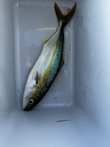コゾクラの釣果