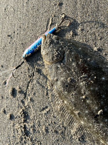 ソゲの釣果