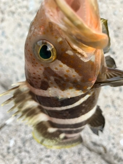 アオハタの釣果