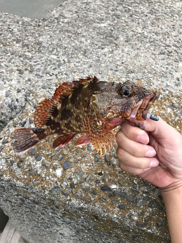 カサゴの釣果