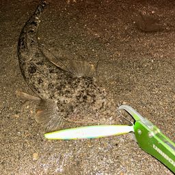 マゴチ