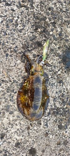 アオリイカの釣果