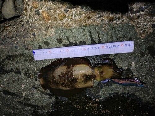 黒部漁港