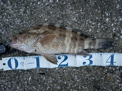 オオモンハタの釣果