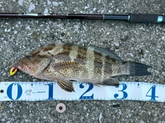 オオモンハタの釣果