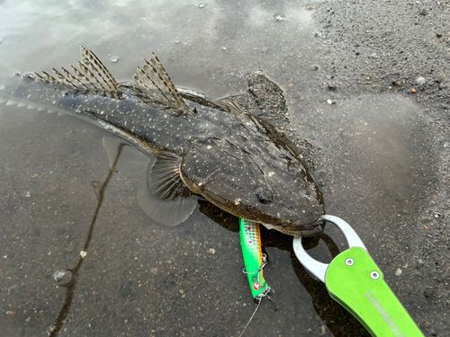 マゴチの釣果