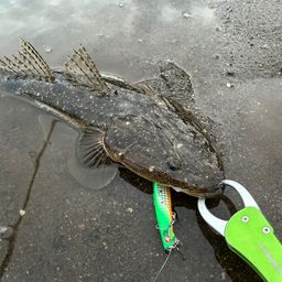 マゴチ
