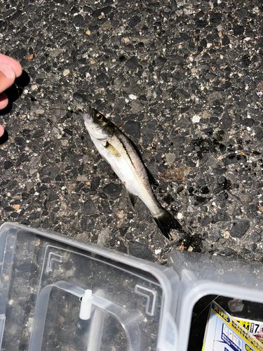 セイゴ（ヒラスズキ）の釣果