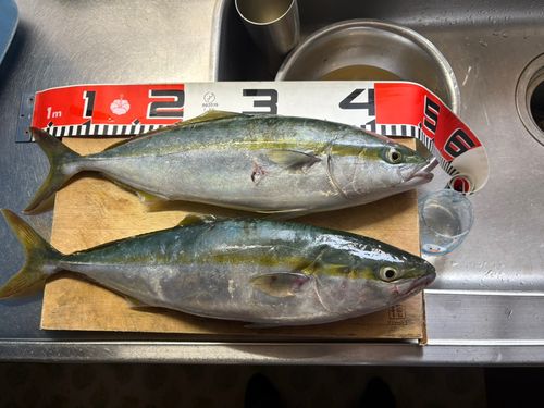 イナダの釣果
