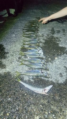 アジの釣果