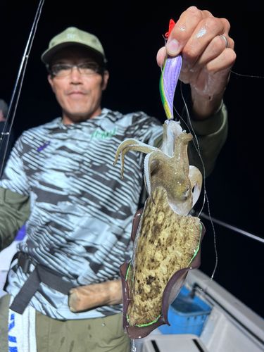 コウイカの釣果