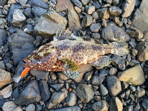 ヤイトハタの釣果