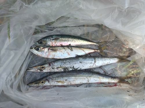 カマスの釣果
