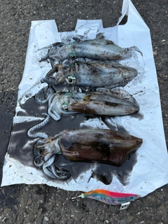 アオリイカの釣果