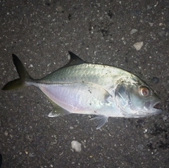 メッキの釣果