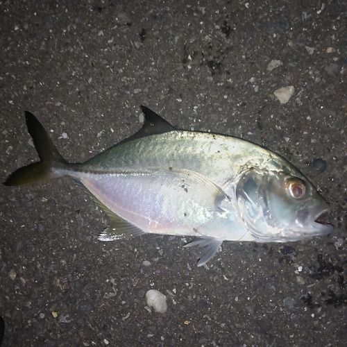 メッキの釣果