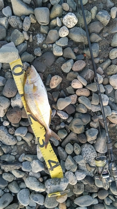 ショゴの釣果