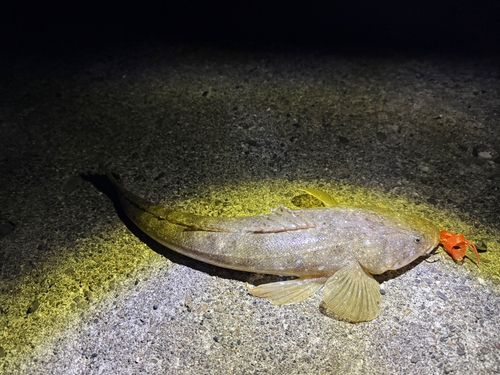 マゴチの釣果