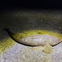 マゴチ