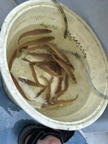 シロギスの釣果