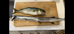 ツバスの釣果