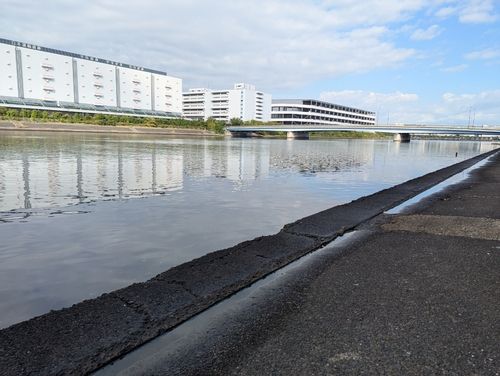 マハゼの釣果
