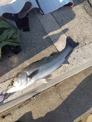 シーバスの釣果