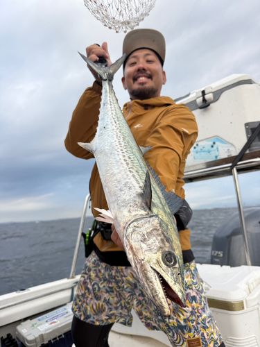 サワラの釣果