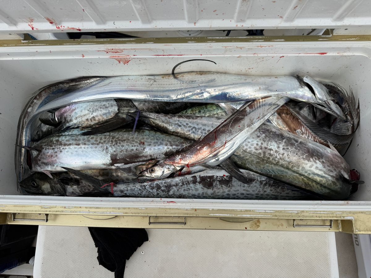 takeru@釣りしたいさんの釣果 2枚目の画像