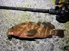 キジハタの釣果