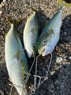 ツバイソの釣果