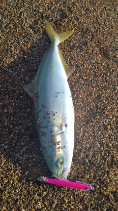 ツバスの釣果