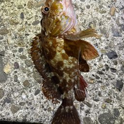 ガシラ