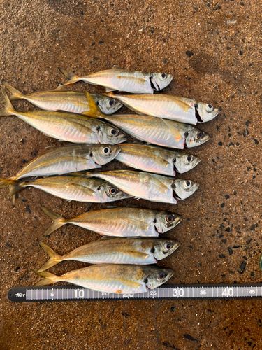 アジの釣果