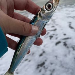 ウルメイワシ